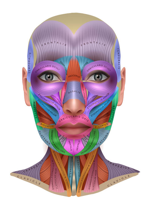 facial structure reduced